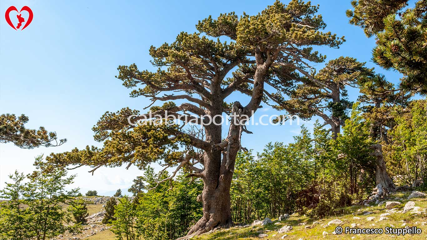 Pino Loricato del Pollino