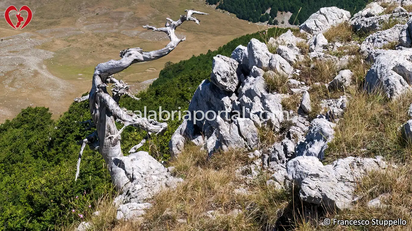 Pino Loricato del Pollino