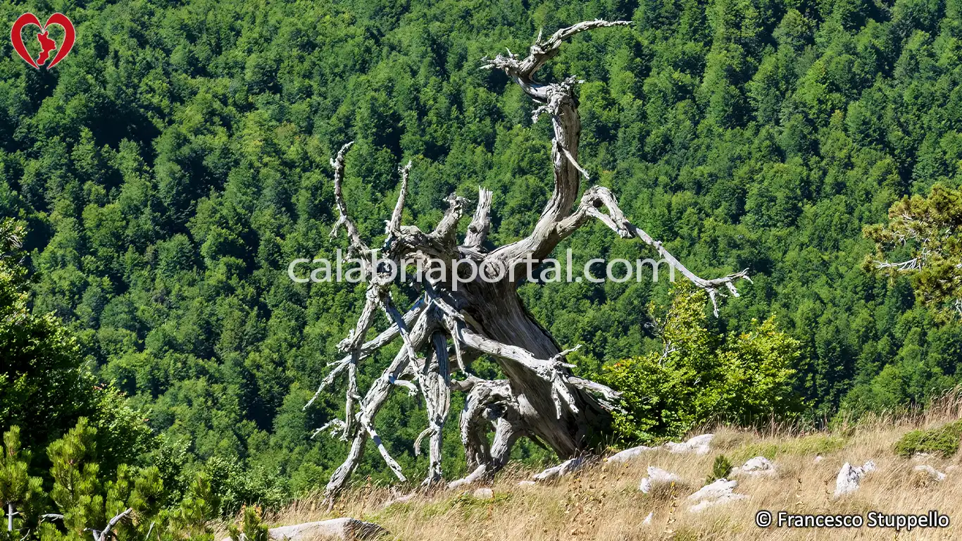 Pino Loricato del Pollino