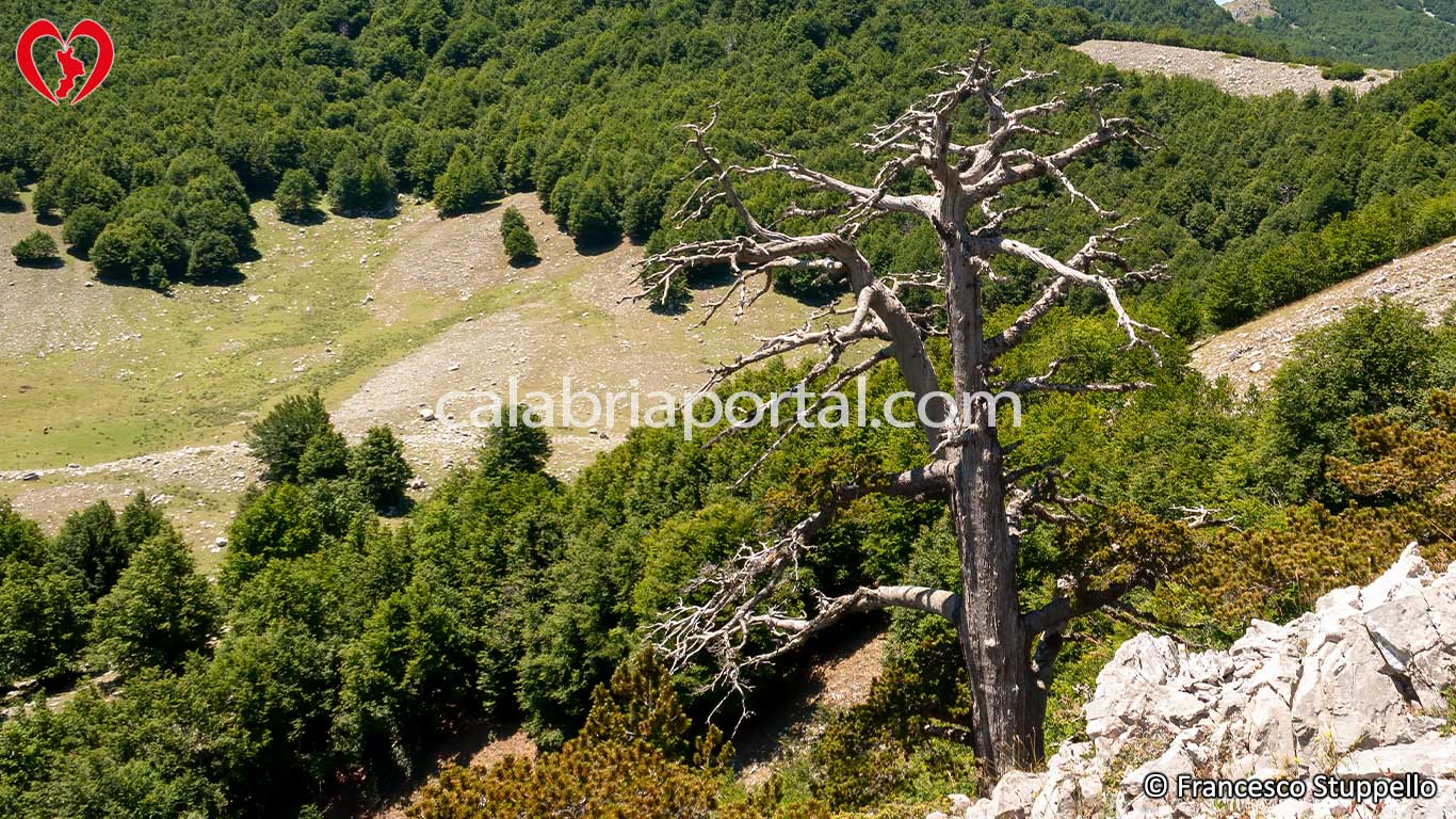 Massiccio del Pollino: Italus