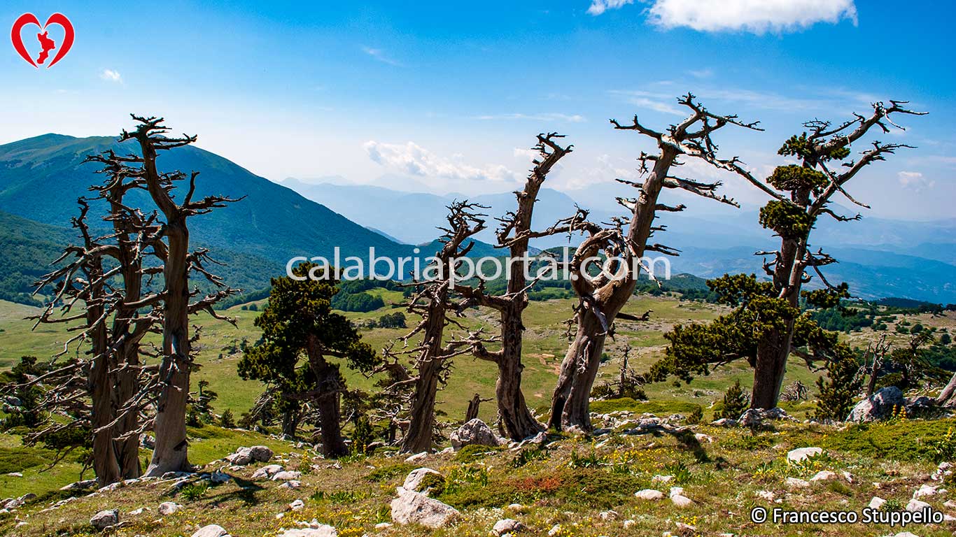 Cimitero dei Pini Loricati - Parco Nazionale del Pollino