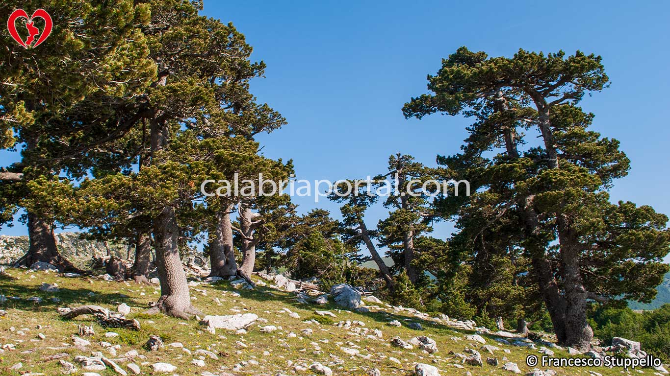 Pini Loricati Danzanti - Parco Nazionale del Pollino