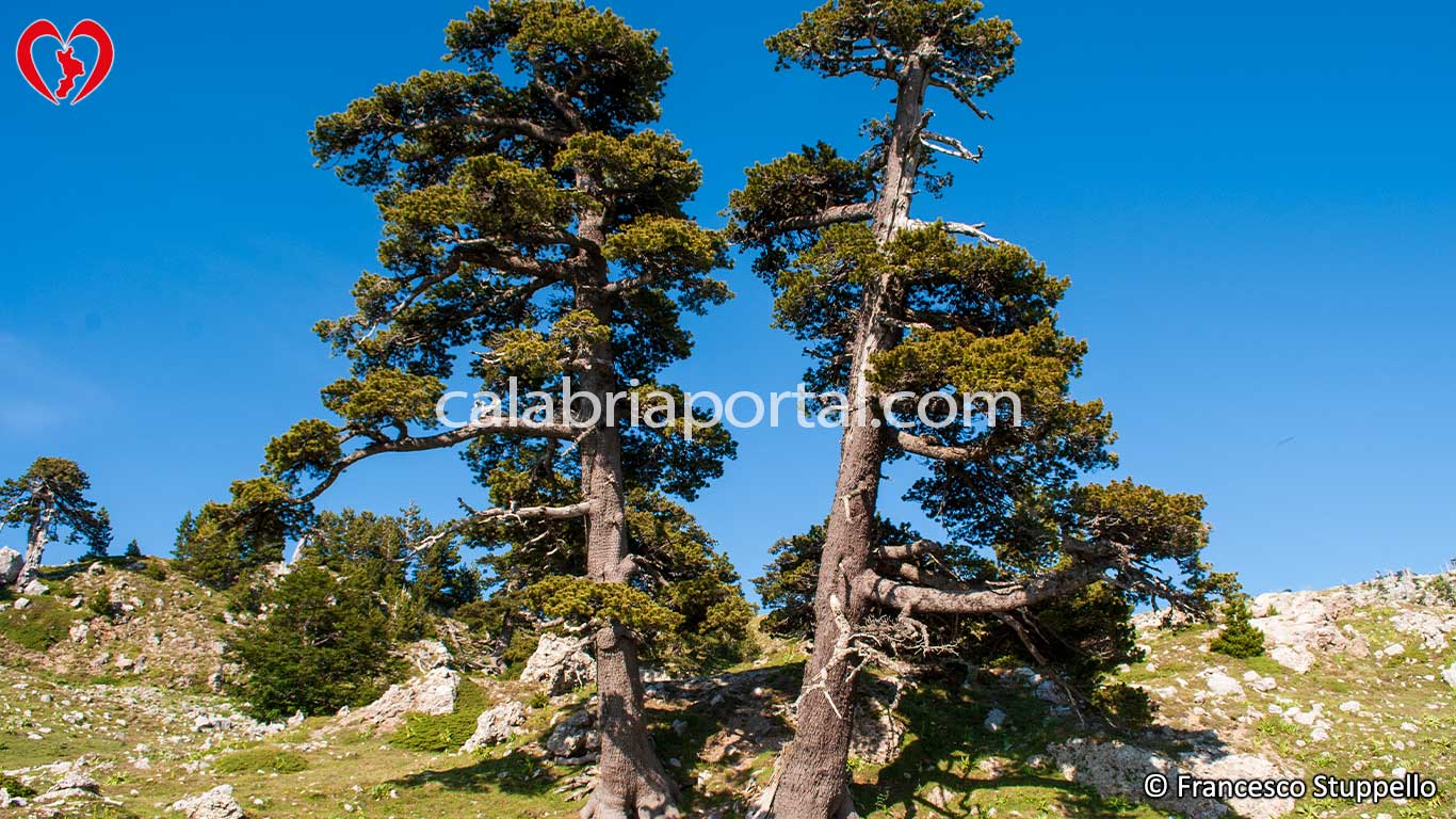 Pini Loricati Guardiani - Parco Nazionale del Pollino