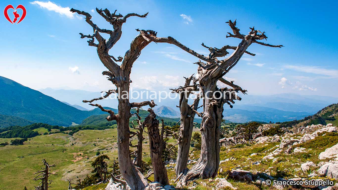 Relitti di Pino Loricato - Parco Nazionale del Pollino