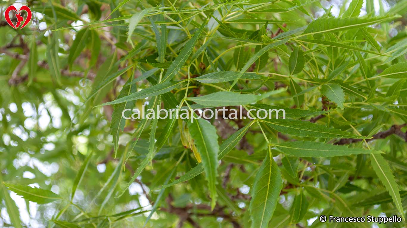 Foglie del Frassino Meridionale (Fraxinus angustifolia)