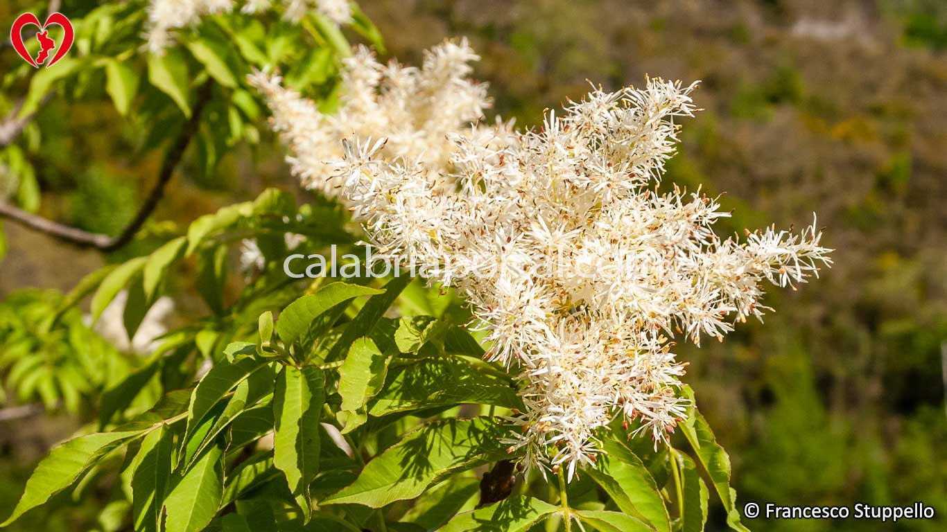 Fiori di Orniello (Fraxinus ornus) Fiori di Orniello (Fraxinus ornus)