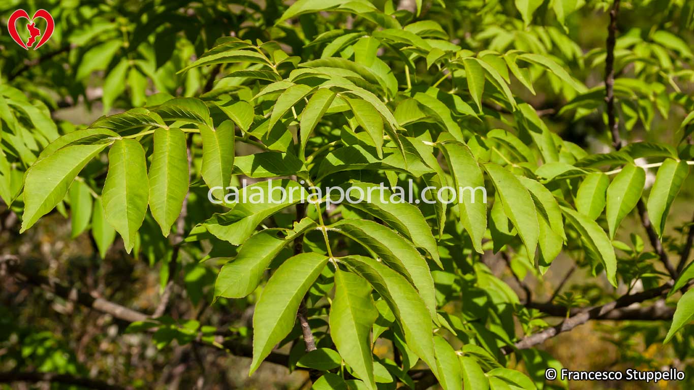 Foglie di Orniello (Fraxinus ornus) Foglie di Orniello (Fraxinus ornus)