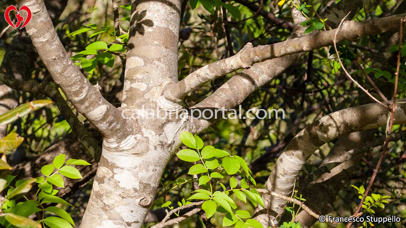 Tronco e Corteccia dell'Orniello (Fraxinus ornus) Tronco e Corteccia dell'Orniello (Fraxinus ornus)