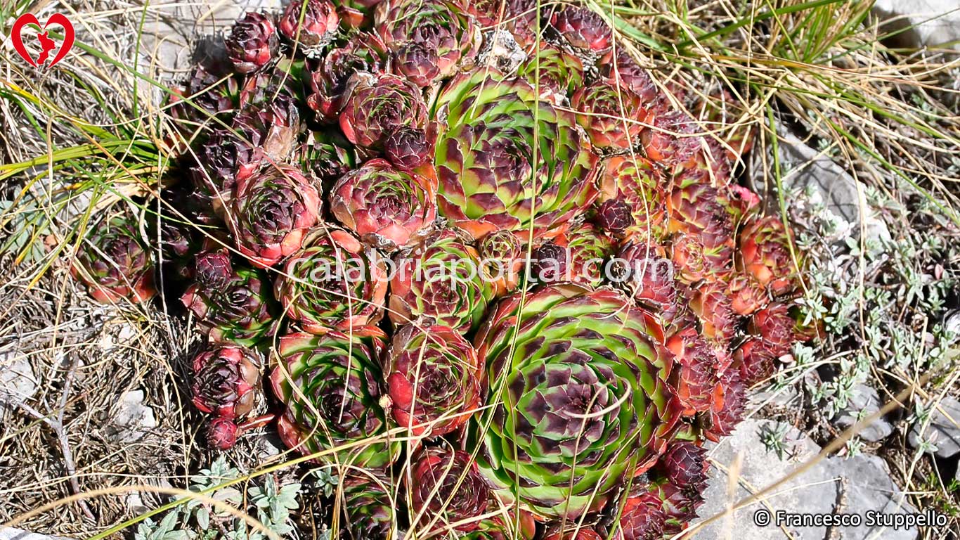 Semprevivo Maggiore (Sempervivum tectorum) Semprevivo Maggiore (Sempervivum tectorum)