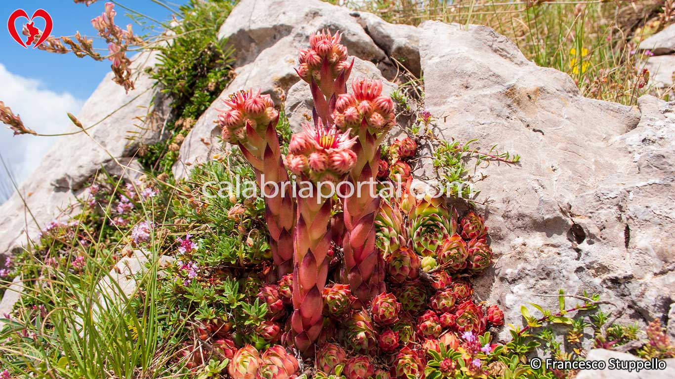 Semprevivo Maggiore Fiorito (Sempervivum tectorum) Semprevivo Maggiore Fiorito (Sempervivum tectorum)