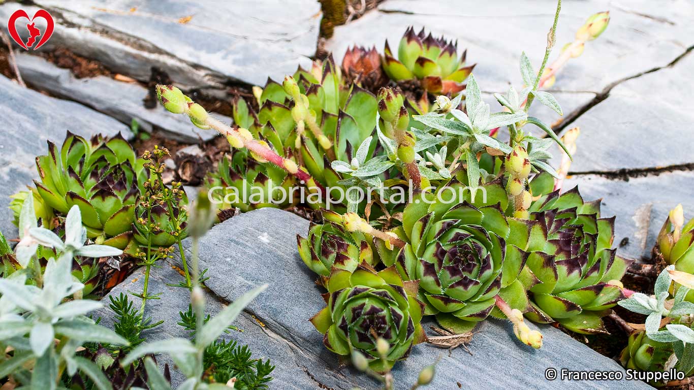 Semprevivo Maggiore su Roccia (Sempervivum tectorum) Semprevivo Maggiore sul Roccia (Sempervivum tectorum)