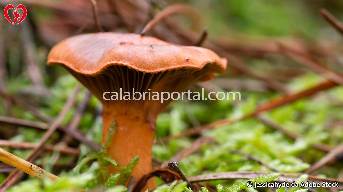 Il Fungo Agarico Delizioso del territorio calabrese