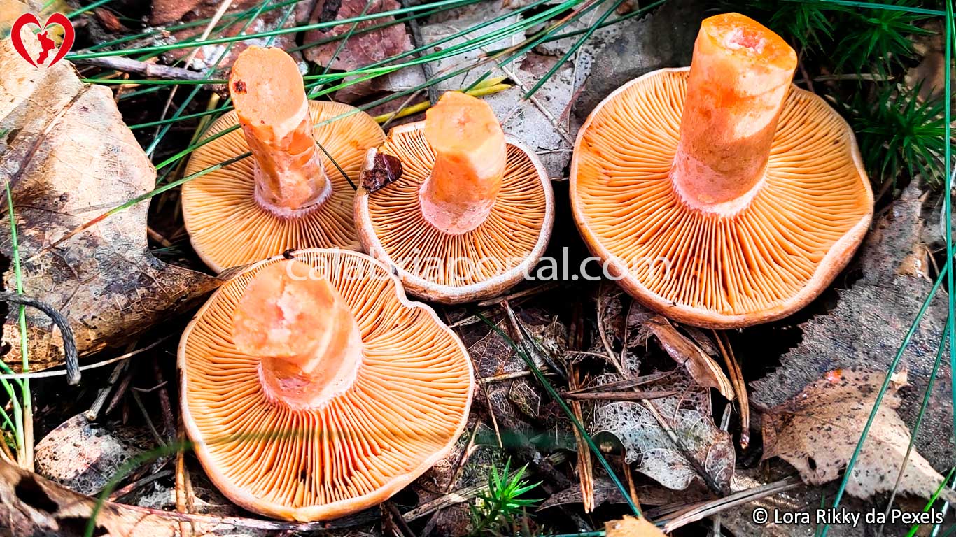 Fungo Agarico Delizioso della Calabria