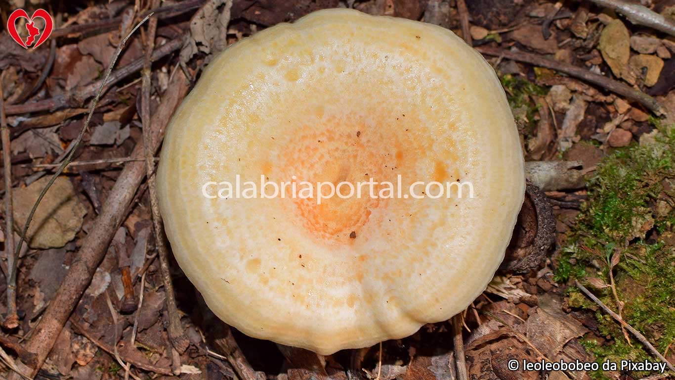 Fungo Agarico Delizioso della Calabria