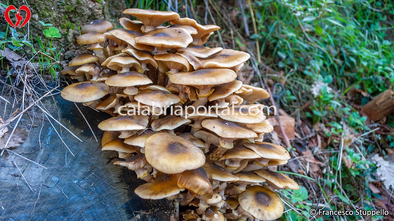 I Funghi Chiodini della Calabria