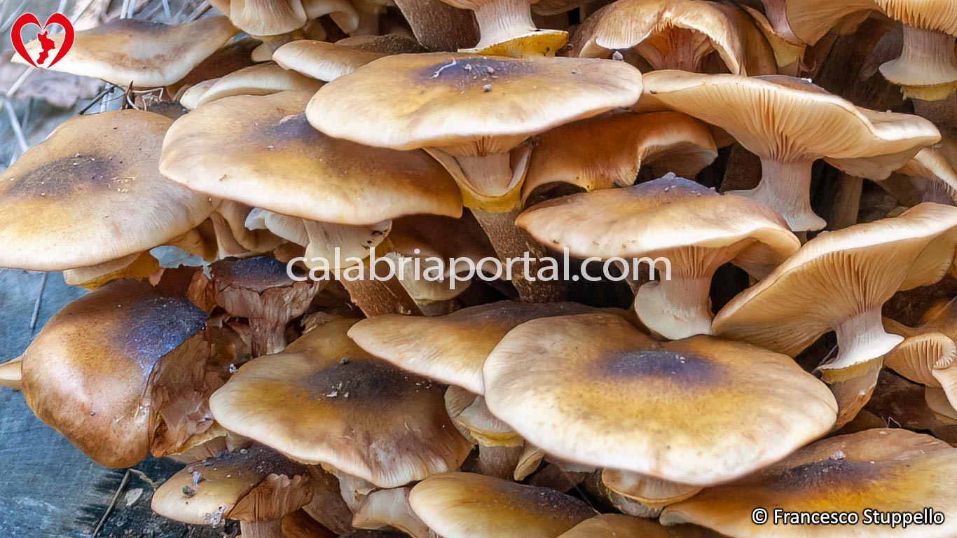 Funghi Chiodini (Armillaria mellea) della Calabria