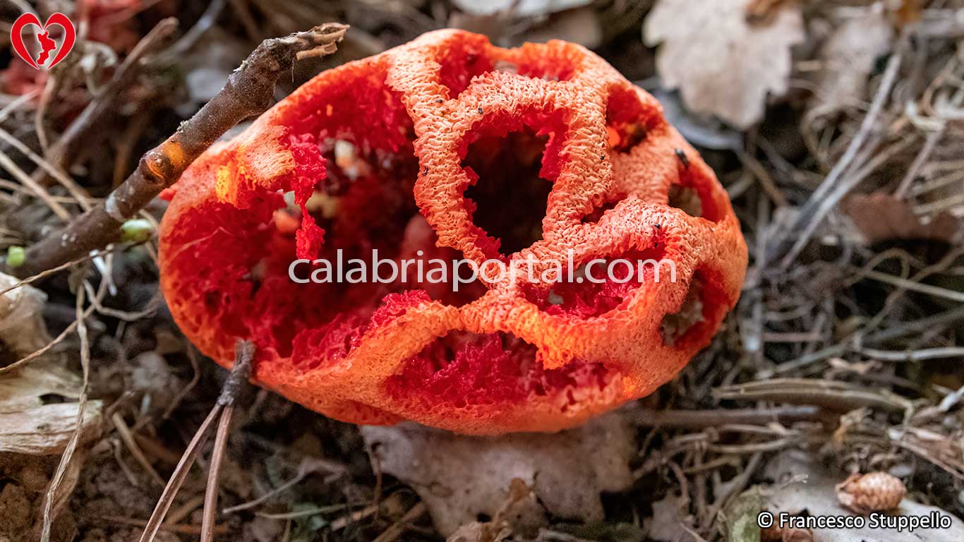 Il Fungo Lanterna della Calabria Il Fungo Lanterna della Calabria