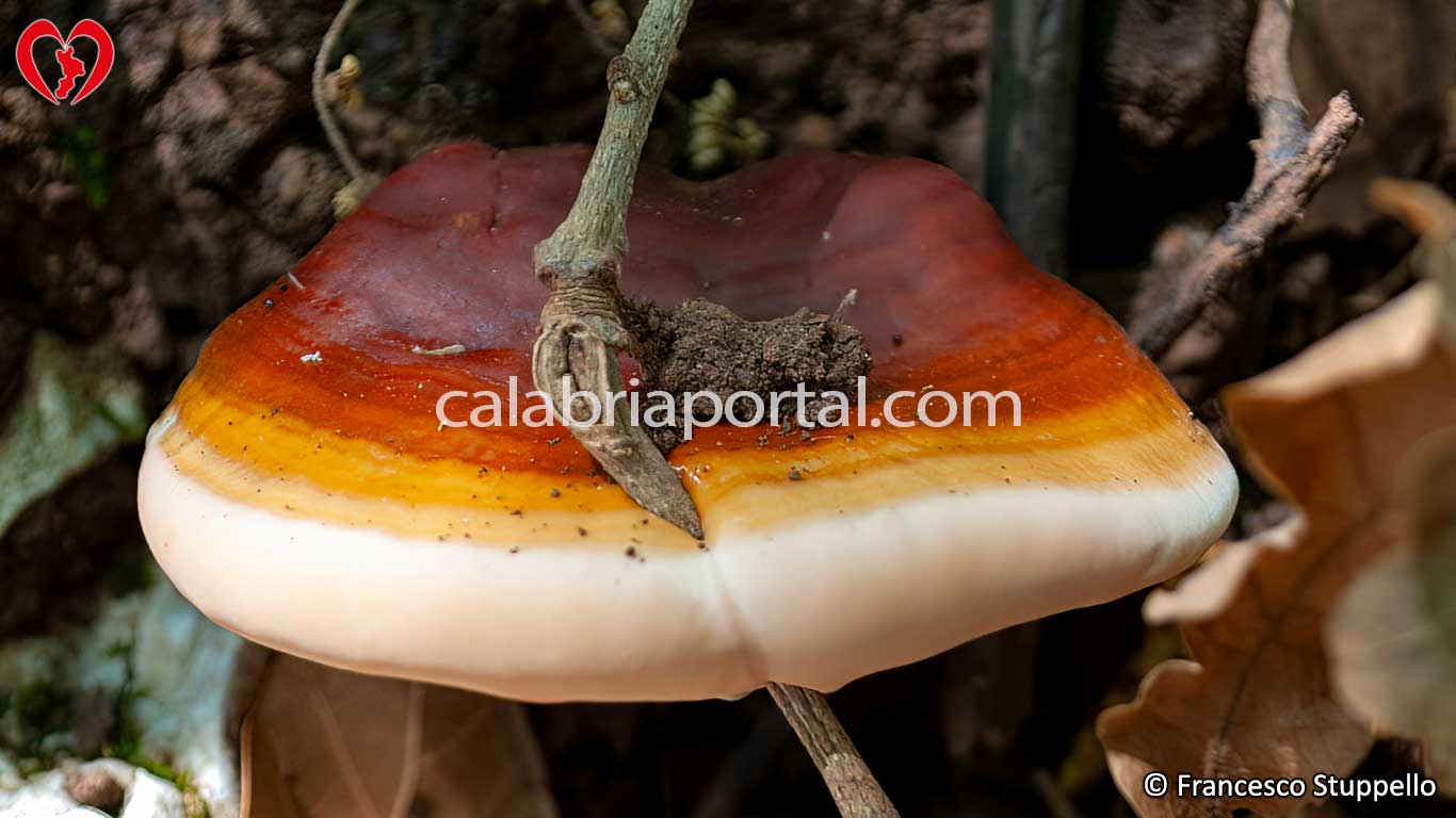 Il Fungo Ganoderma Lucidum della Calabria Il Fungo Ganoderma Lucidum della Calabria