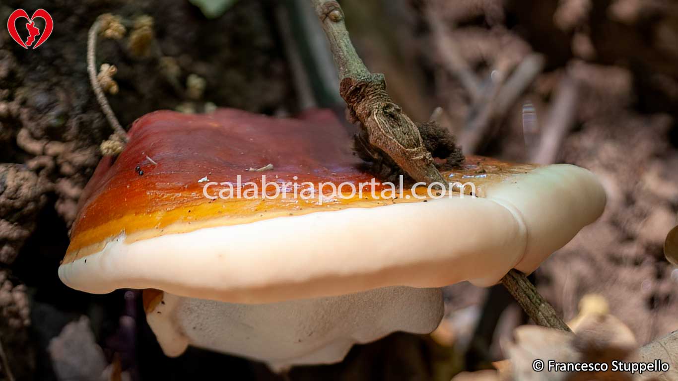 Ganoderma lucidum in Calabria Ganoderma lucidum in Calabria
