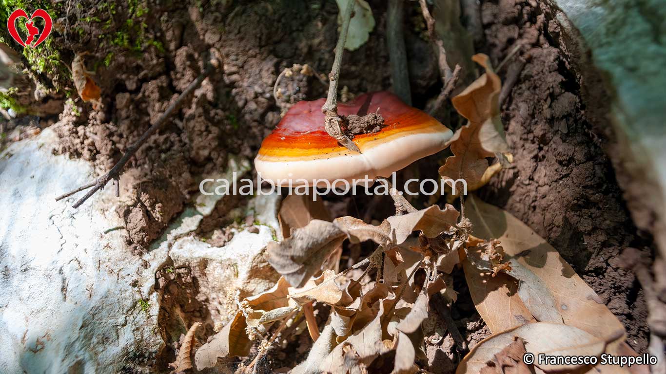 Ganoderma lucidum su tronco di quercia
