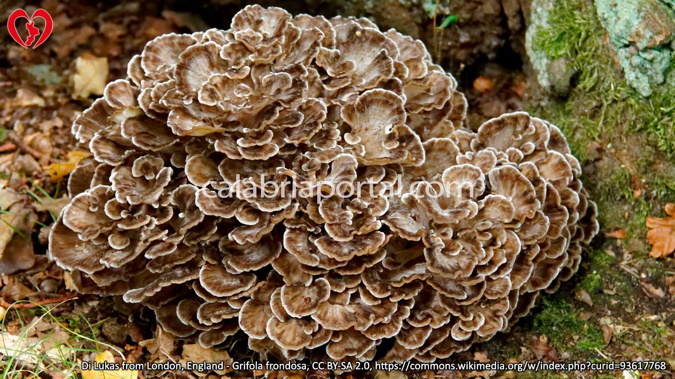 Grifola Frondosa (Nasca) fungo che puoi trovare in Calabria