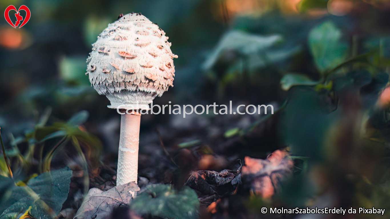 Giovane Esemplare di Mazza di Tamburo (Macrolepiota procera) nella caratteristica forma