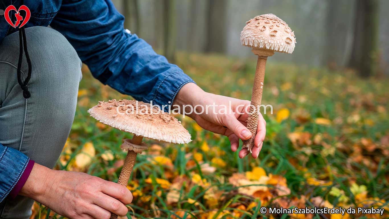 Raccolta di Mazza di Tamburo (Macrolepiota procera)