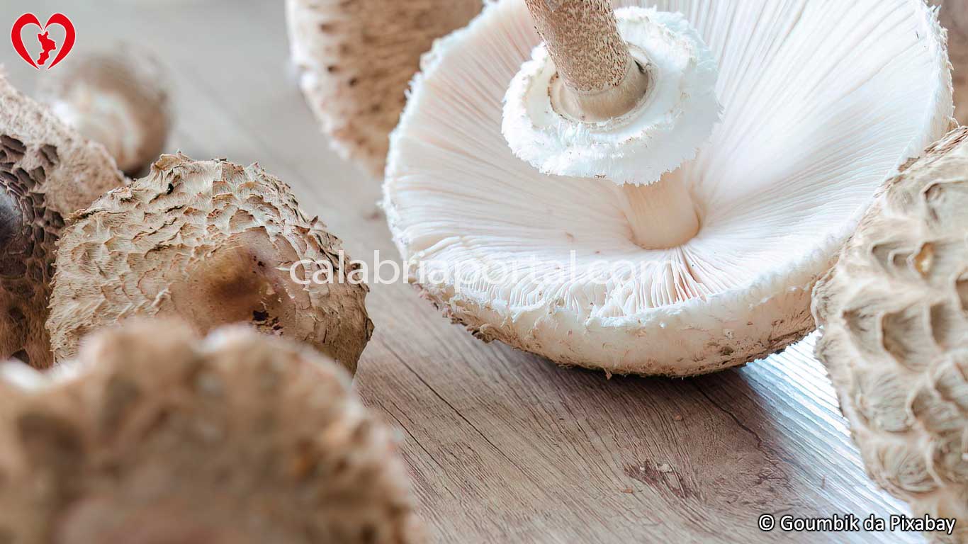 Lamelle della Mazza di Tamburo (Macrolepiota procera)