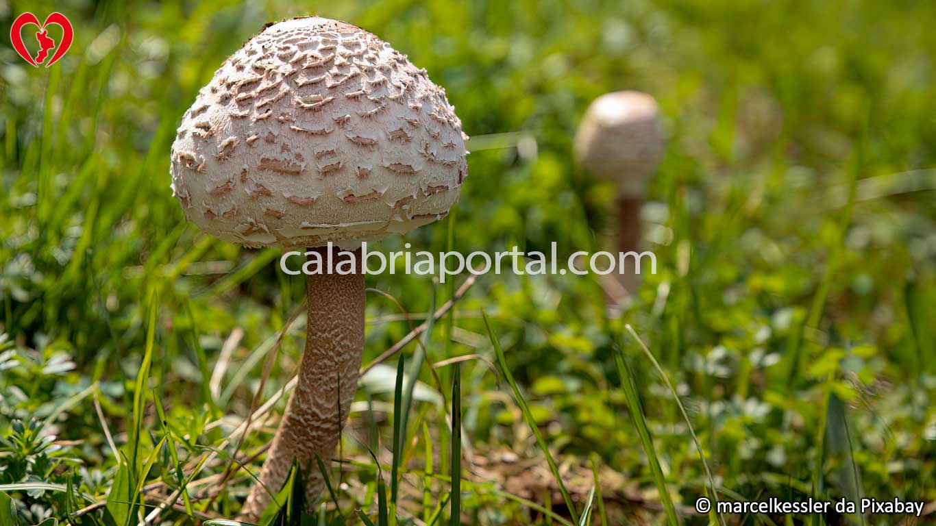 Il Fungo Mazza di Tamburo della Calabria