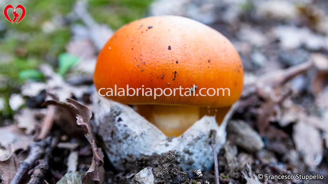 Ovulo Buono (Amanita cesarea) in Calabria Ovulo Buono (Amanita cesarea) in Calabria