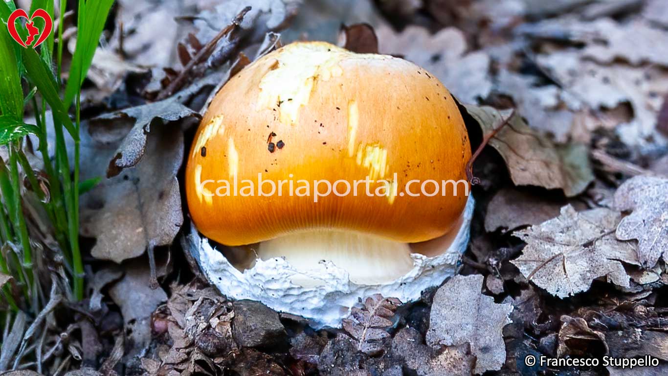 Ovulo Buono (Amanita cesarea) in Calabria