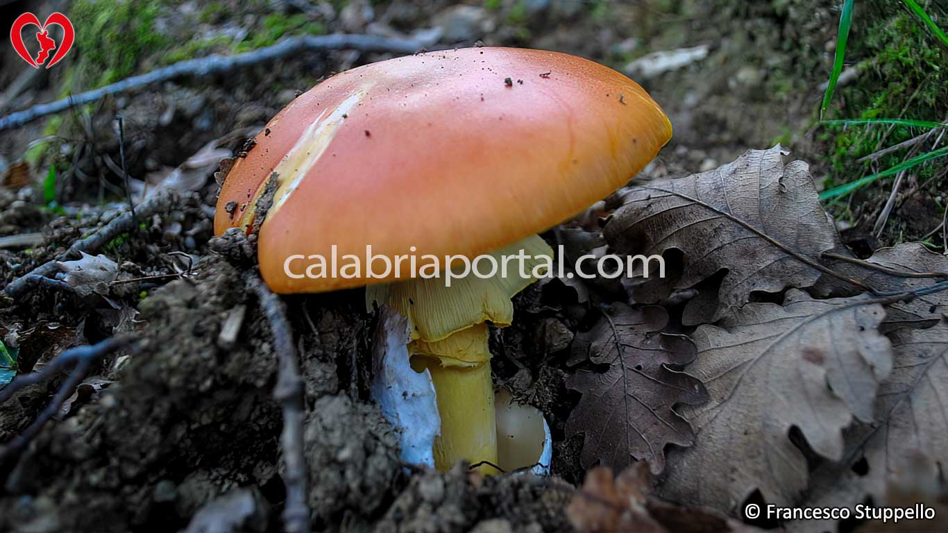 Ovulo Buono (Amanita cesarea) in Calabria Ovulo Buono (Amanita cesarea) in Calabria