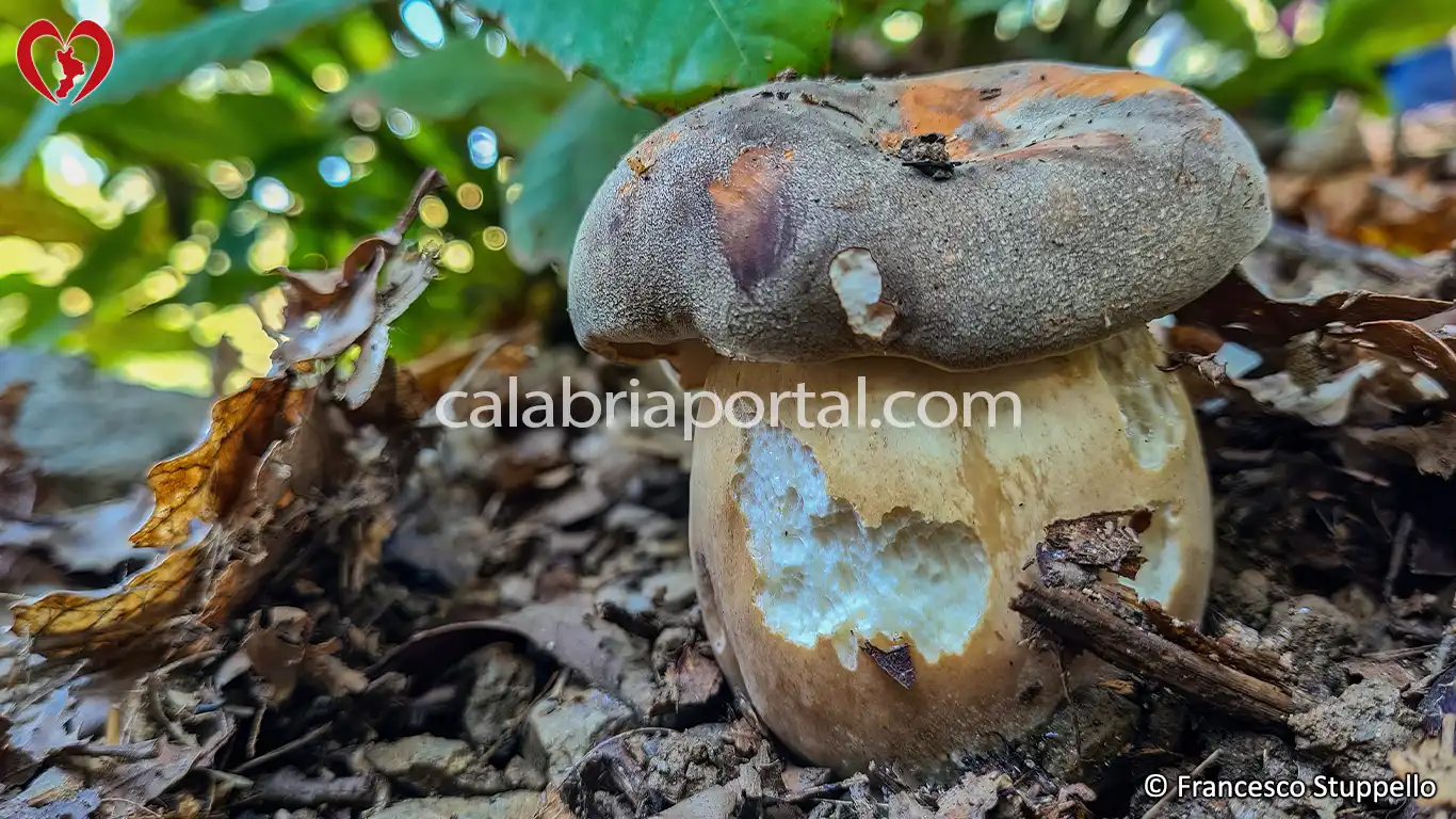 Porcino Nero della Calabria (Boletus aereus)