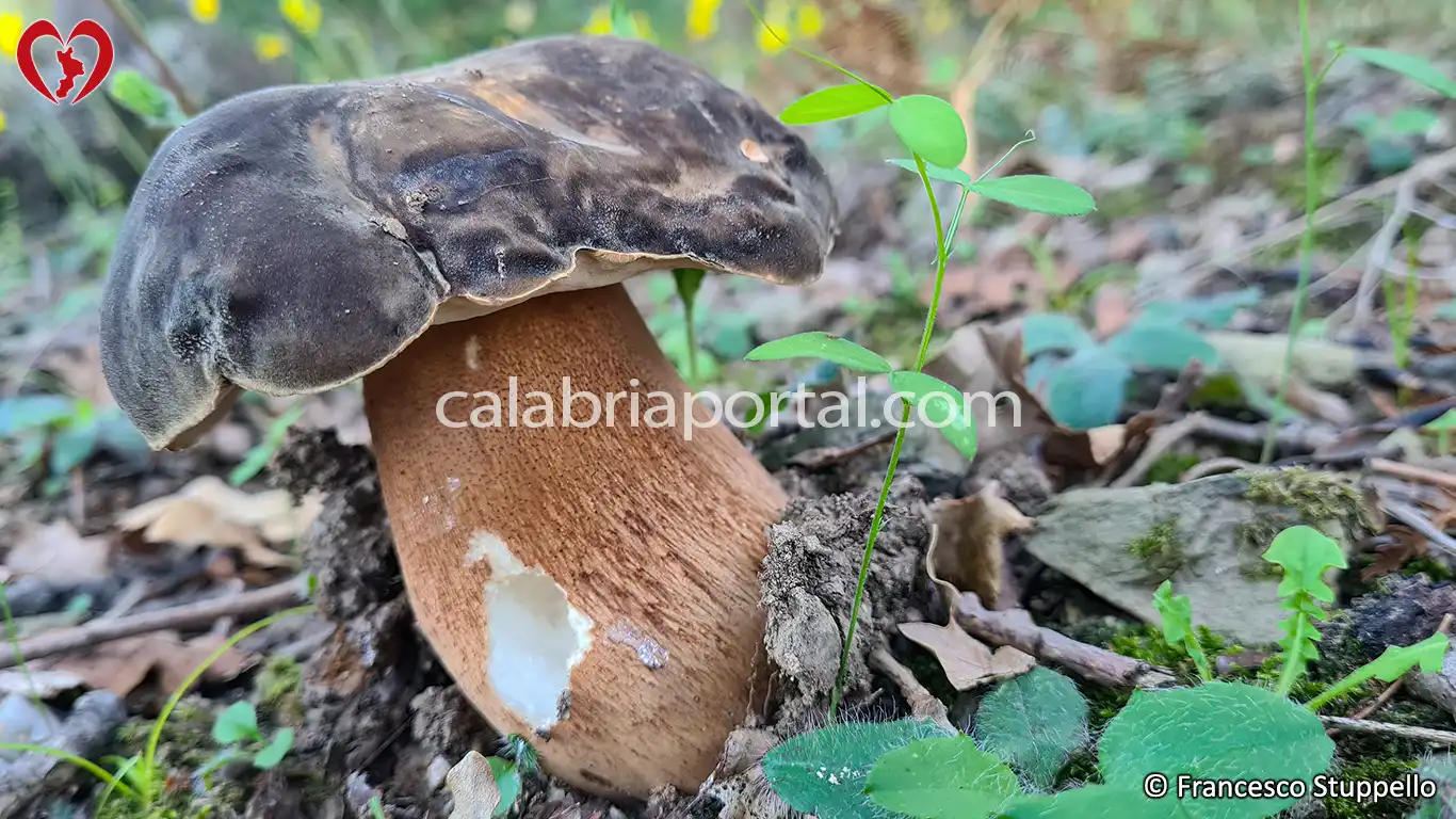 Porcino Nero della Calabria (Boletus aereus)