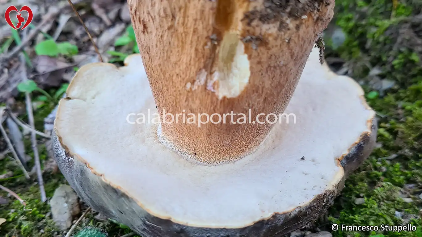 Porcino Nero della Calabria (Boletus aereus)