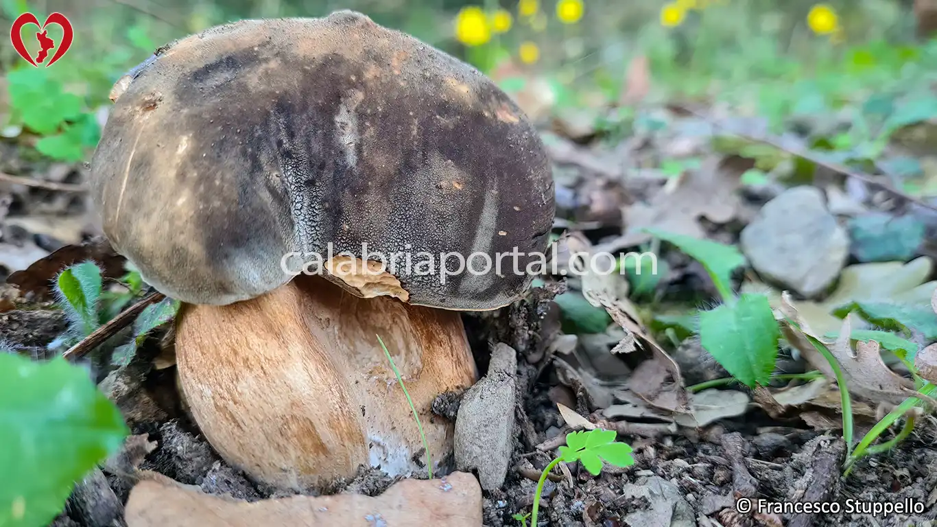 Porcino Nero della Calabria (Boletus aereus)
