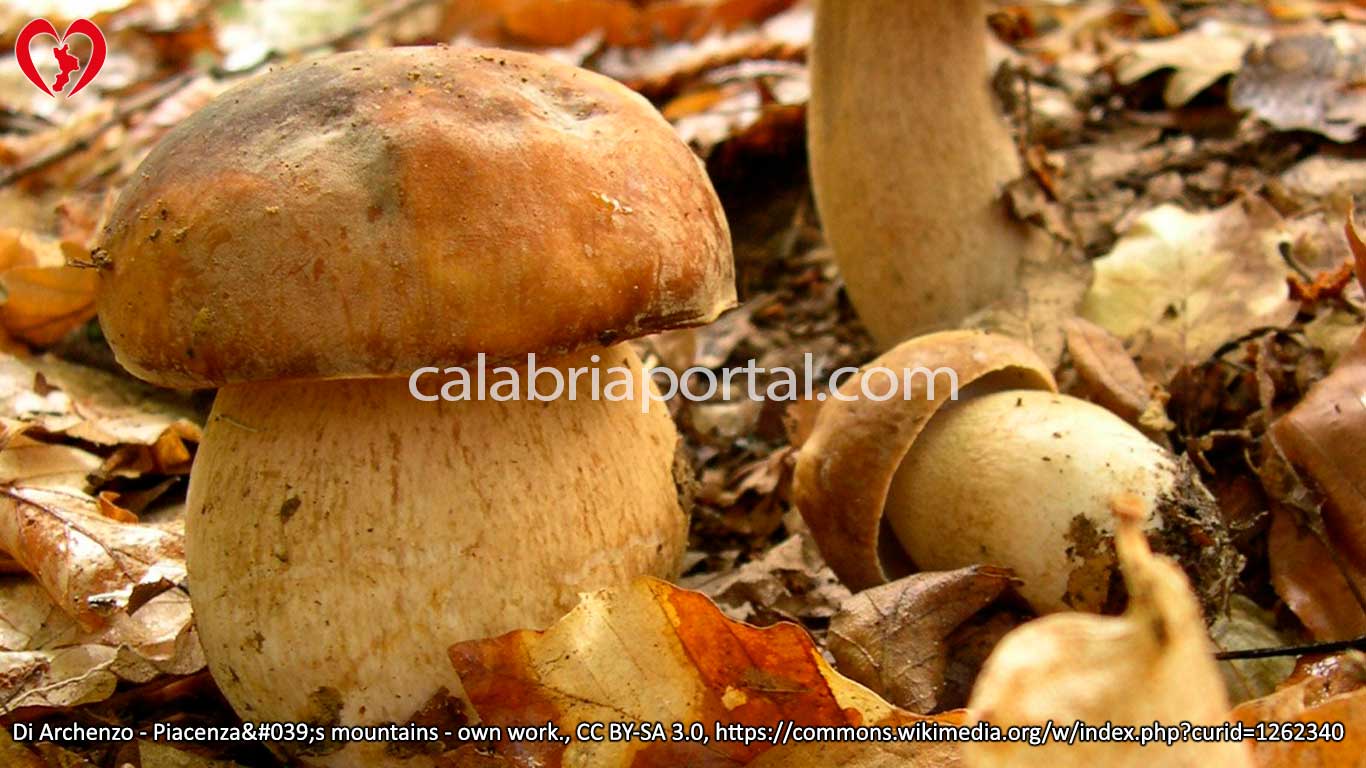 Funghi Porcini della Calabria quali crescono in regione