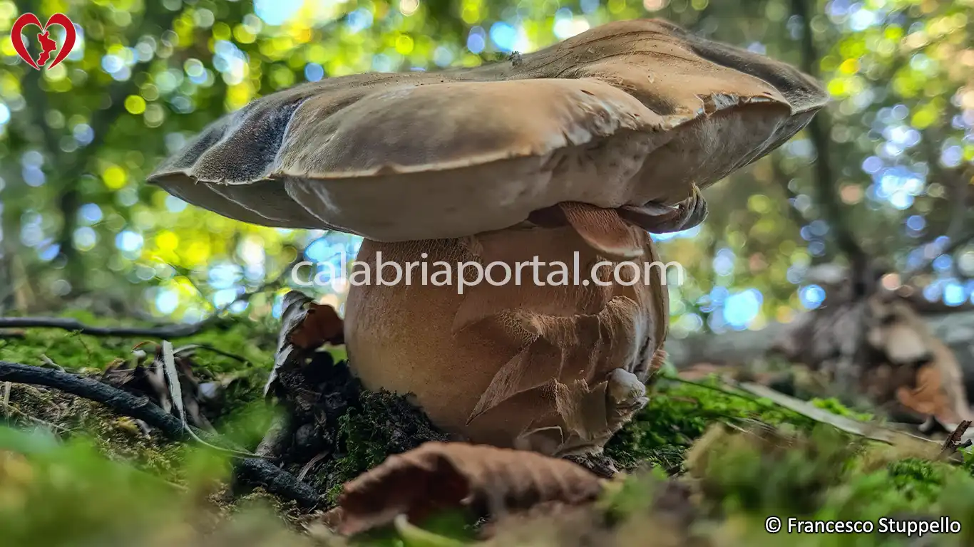 Porcino Estivo della Calabria (Boletus aestivalis)