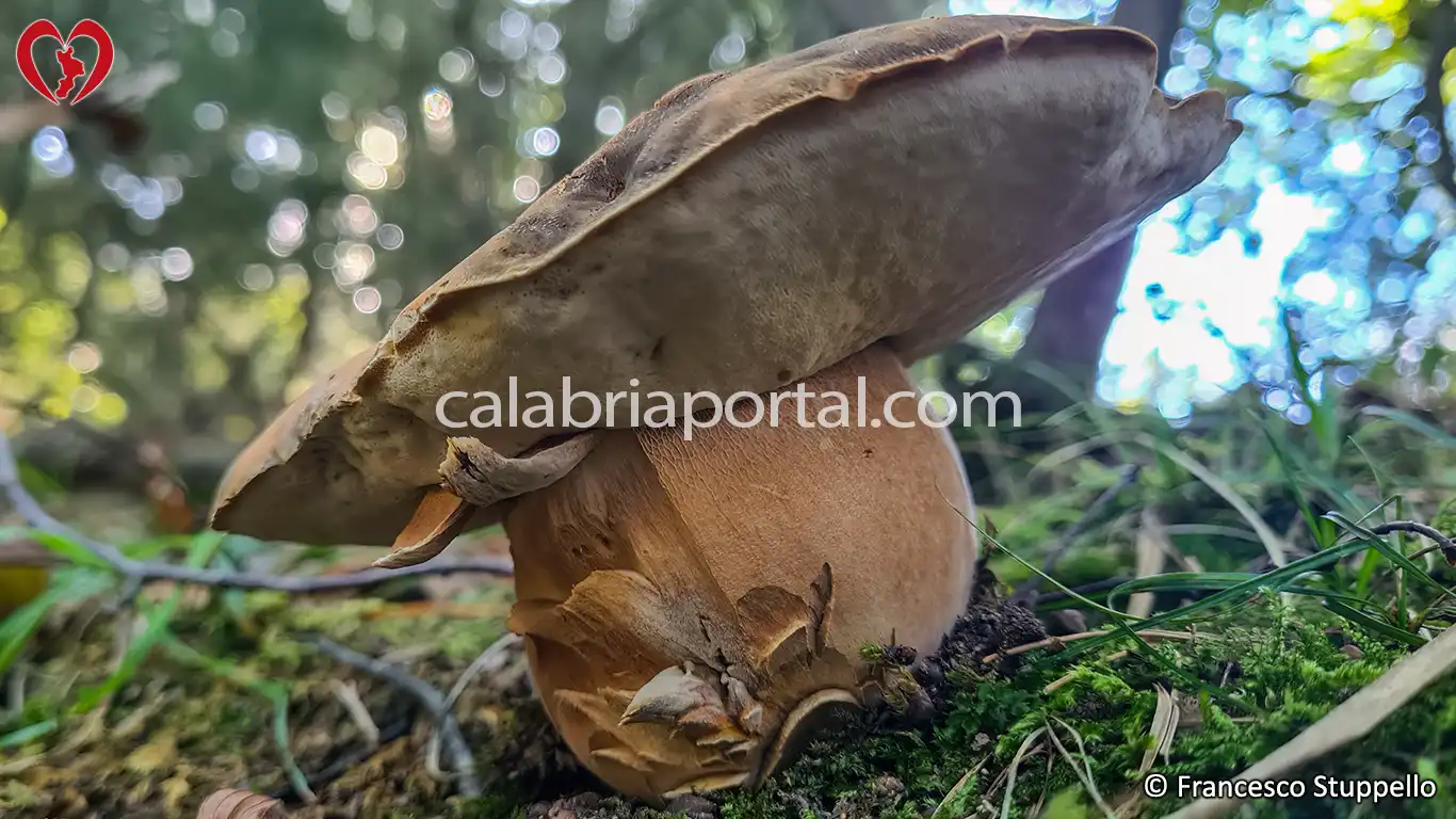 Porcino Estivo della Calabria (Boletus aestivalis)