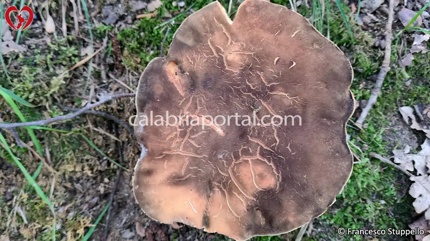 Porcino Estivo della Calabria (Boletus aestivalis)