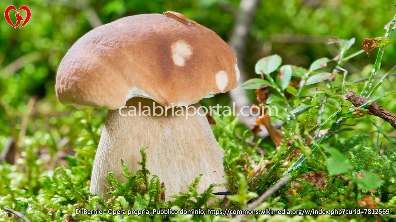 Funghi Porcini le specie che puoi trovare in Calabria