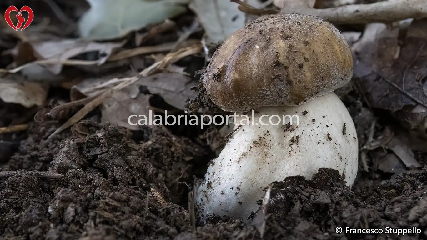 Porcino Comune della Calabria (Boletus edulis)