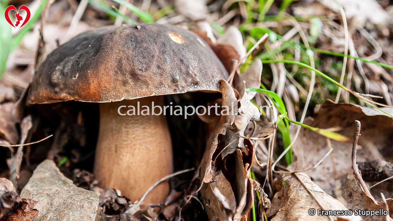 Funghi Porcini le specie che puoi trovare in Calabria