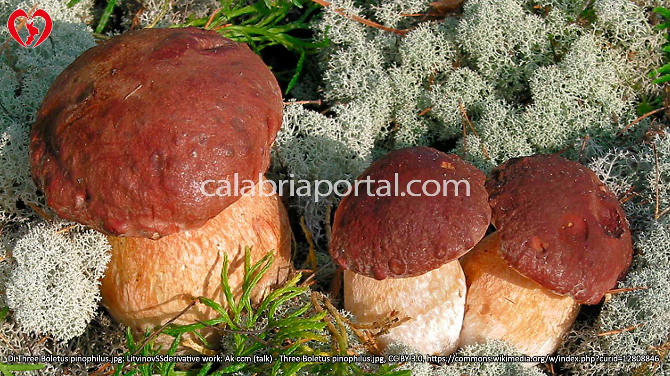 Porcino dei Pini (Boletus pinophilus)