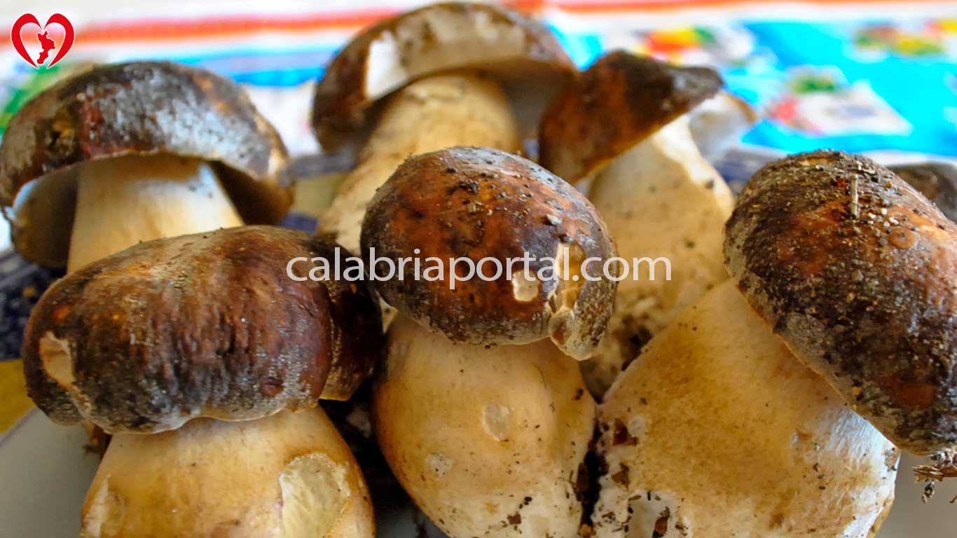 Funghi Porcini (Boletus) Quali Specie Crescono in Calabria, Foto, Descrizione, come