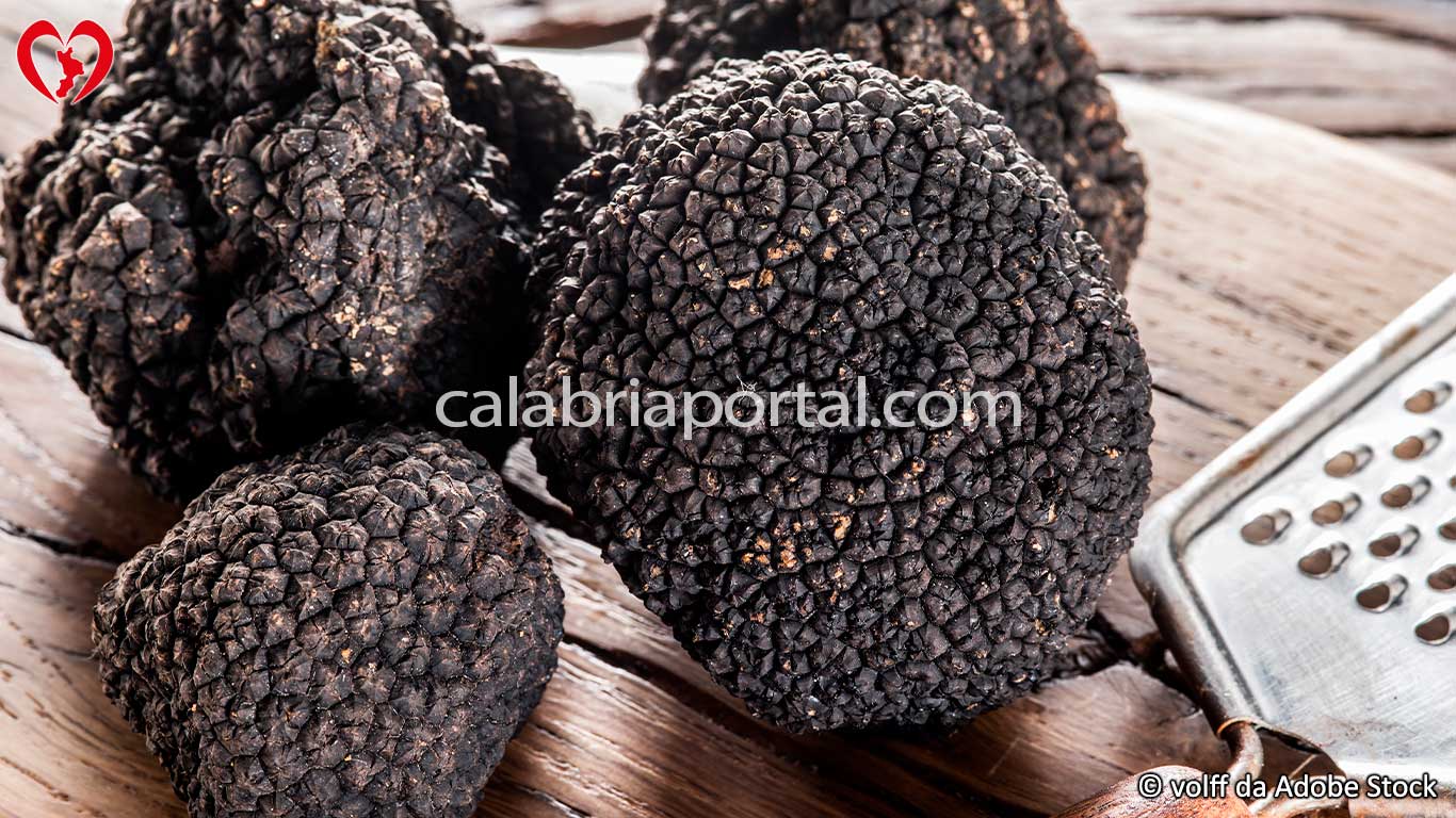 Il Tartufo Nero Meridionale della Calabria Il Tartufo Nero Meridionale della Calabria