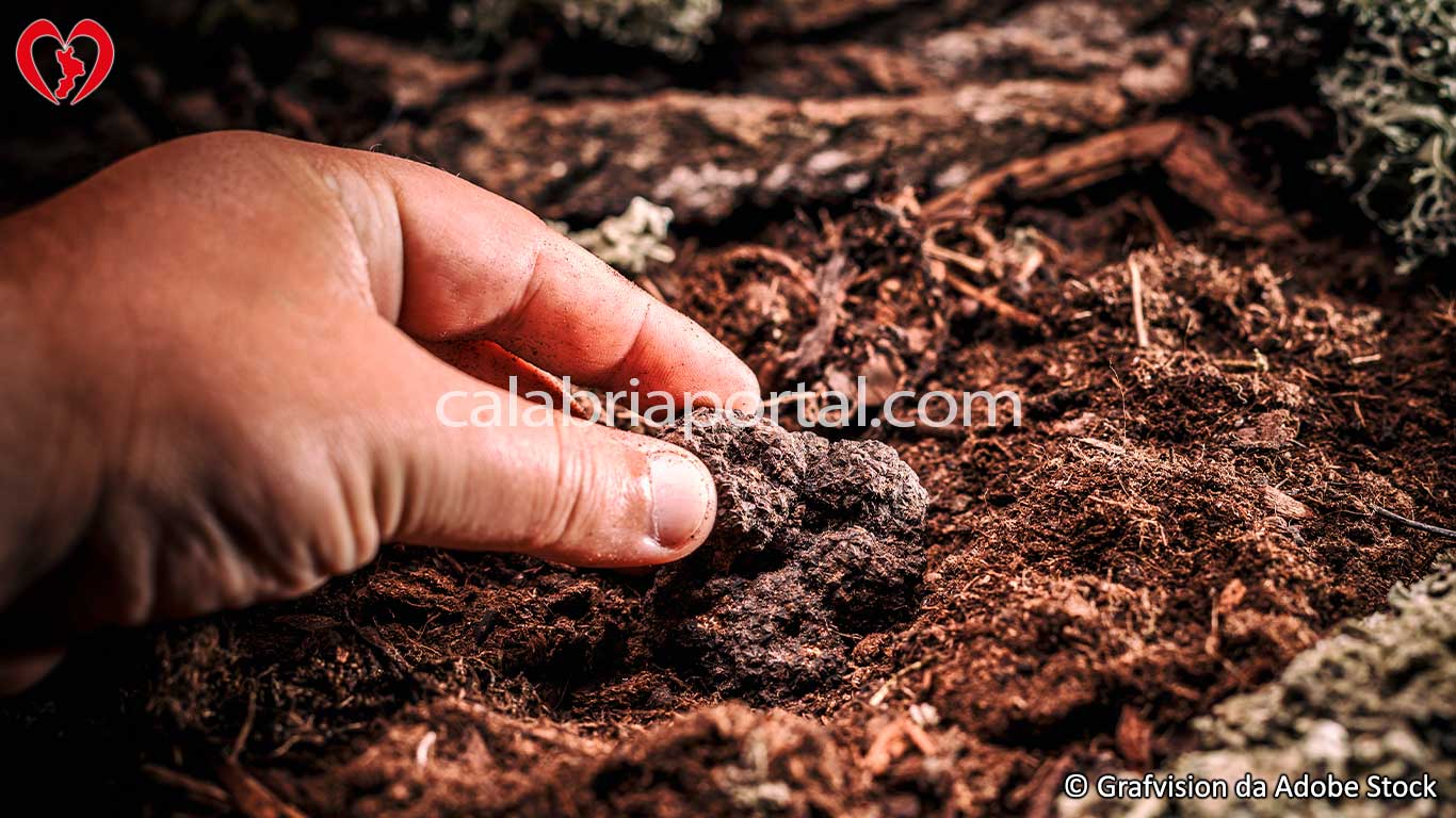 Tartufo Nero Meridionale della Calabria Tartufo Nero Meridionale della Calabria