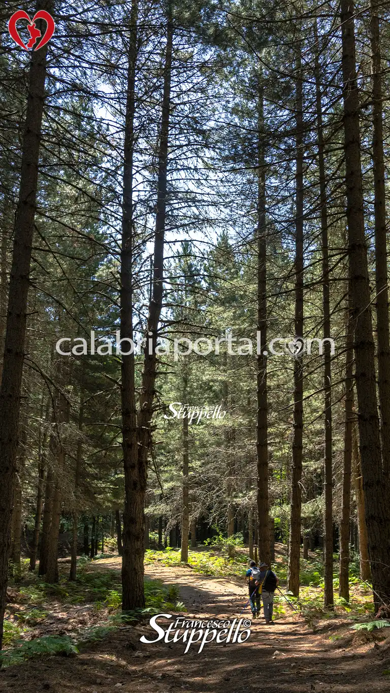 Bosco Aspromontano di Pini Larici