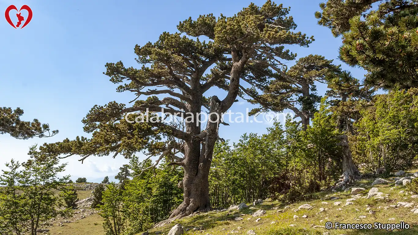 Pino Loricato del Parco Nazionale del Pollino Pino Loricato del Parco Nazionale del Pollino