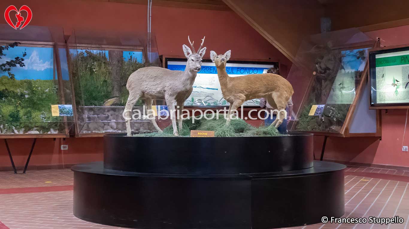 Museo Naturalistico del Parco Nazionale della Sila Museo Naturalistico del Parco Nazionale della Sila